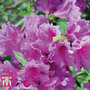 Azalea 'Dwarf Lilac'