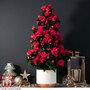 Azalea Piramide Tree - Gift