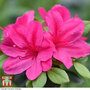 Azalea 'Dwarf Pink'