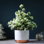 Azalea Magisnow 'Winter Beauty' Tree - Gift