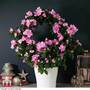 Azalea Hoop 'Light Pink' - Gift