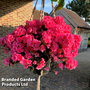 Azalea cascadula 'Bright Fuchsia'