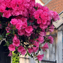 Azalea cascadula 'Bright Fuchsia'