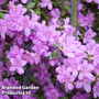 Azalea 'Dwarf Lilac'