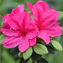Rhododendron Dwarf Light Pink