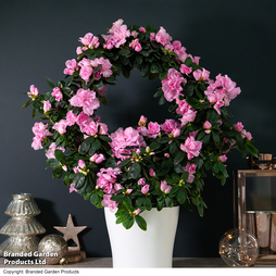 Azalea 'Deep Pink' on a Hoop - Gift