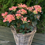Azalea mollis 'Parfumollis Salmon'