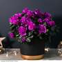 Azalea 'Purple Rosebud' - Gift