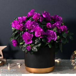 Azalea Purple Rosebud - Gift