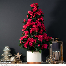 Azalea Pyramid Tree - Gift