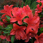 Azalea 'Vuyks Orange'