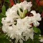 Azalea 'White Throat'