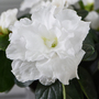 Azalea japonica 'White'