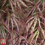 Acer palmatum 'Crimson Queen'