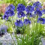 Agapanthus 'Blue Thunder'