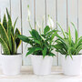 Air Purifying Houseplant Collection