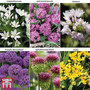Allium Collection