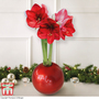 Amaryllis In Globe - Gift