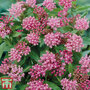 Asclepias incarnata 'Cinderella'