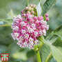 Asclepias incarnata 'Soulmate'