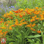 Asclepias tuberosa