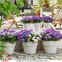 Aster 'Showmaker' Collection
