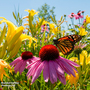 Butterfly Mix - Seeds