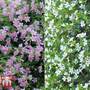 Bacopa 'Topia' Duo