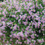 Bacopa 'Blutopia'