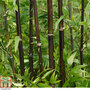 Black Bamboo