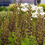 Baptisia 'Decadence Dark Chocolate'