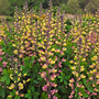 Baptisia 'Decadence Pink Lemonade'