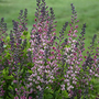 Baptisia 'Decadence Pink Truffles'