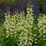 Baptisia 'Decadence Vanilla Cream'