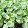 Barbarea vulgaris 'Variegated Winter Cream'