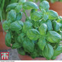 Basil 'Sweet Green' - Seeds