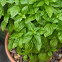 Basil 'Everleaf Emerald Towers' - Seeds