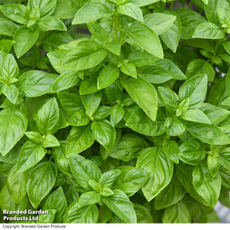 Basil 'Everleaf Emerald Towers' - Seeds