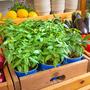 Basil 'Basilicious Thai-Zing' F1 - Seeds