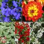 Colour Hanging Basket Collection