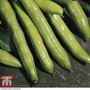 Broad Bean 'Aquadulce Claudia'