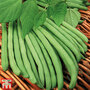 Climbing Bean 'Cobra'