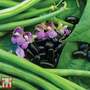 Dwarf Bean 'Nautica' - Seeds