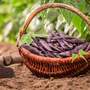 Runner Bean 'Black Knight' - Seeds