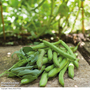 Broad Bean 'Aquadulce Claudia' - Seeds