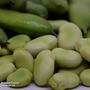 Broad Bean 'Bunyard's Exhibition' - Seeds