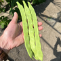 Climbing Bean 'Hacienda' - Seeds