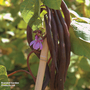 Climbing Bean 'Blauhilde' - Seeds