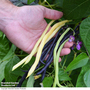 Climbing Bean Mixed - Seeds