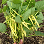 Dwarf Bean 'Dior' - Seeds